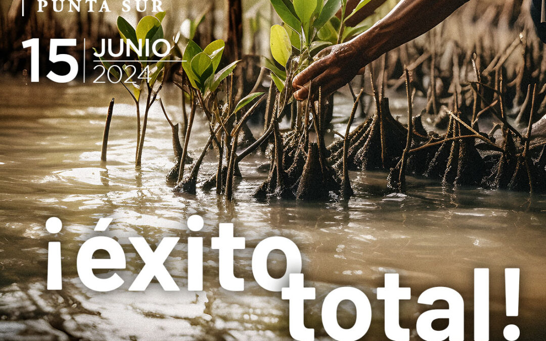 RESTAURACIÓN DE MANGLAR EN PUNTA SUR 